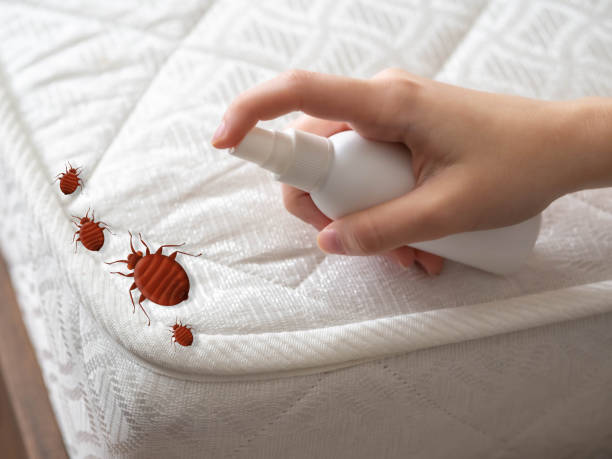 Best Residential Pest Control  in Cross City, FL